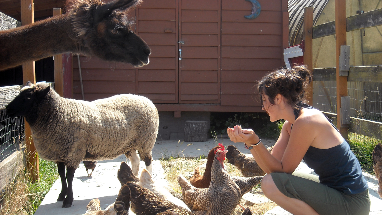 girl feeding farm animals